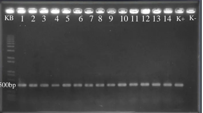 Gambar 1. Hasil amplifikasi PCR DNA 14 genotipe tanaman padi Nipponbare putatif transgenik sebesar 500 bp (No