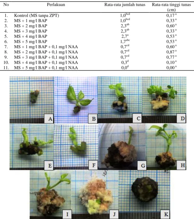 Tabel 3. Jumlah dan tinggi tunas T. rafflesiae pada media MS dengan penambahan BAP dan NAA setelah  minggu ke-8 
