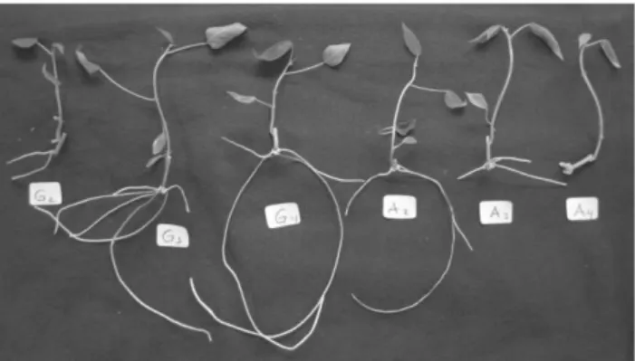 Gambar 1.      Pertumbuhan stek mikro singkong in vitro pada media tanpa arang aktif  dengan sukrosa konsentrasi 2% (G2) 3% (G3) dan 4% (G4) (kiri) serta  media 0,1% arang aktif dengan sukrosa konsentrasi 2% (A2), 3% (A3)  dan 4% (A4) (kanan) 