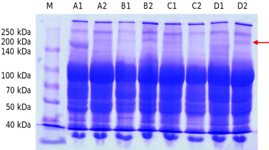 Gambar 3. Konsentrasi vitelogenin plasma darah induk ikan lele Figure 3. Vitellogenin concentration in blood plasma of catfish broodstock