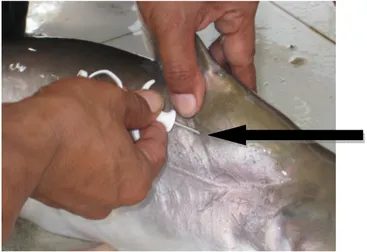Gambar 1. Proses pemberian tanda (tagging) dengan menggunakan microchip pada induk ikan  