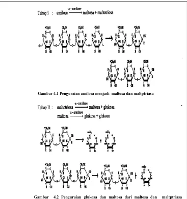 Gambar 4.1 Penguraian amilosa menjadi  maltosa dan maltptriasa 