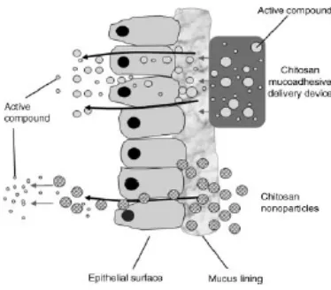 Gambar 2.3 GDDS dengan sistem bio/muko-adhesif (Al-Qadi, et al., 2012) 