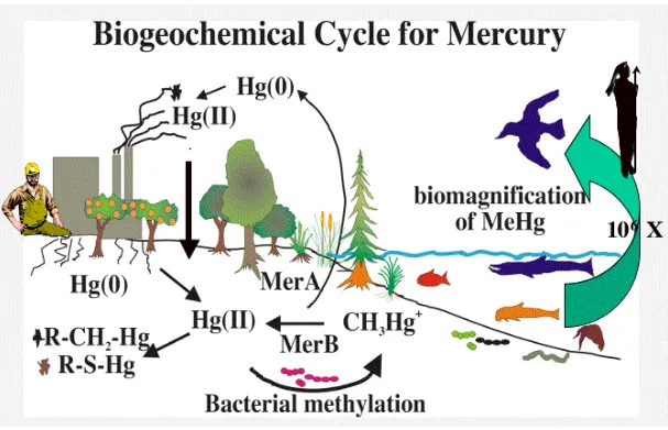 Gambar 1.3 Siklus Biokimia merkuri 