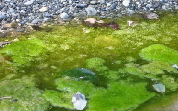 Gambar  1.7 Alga yang  menutupi permukaan air 