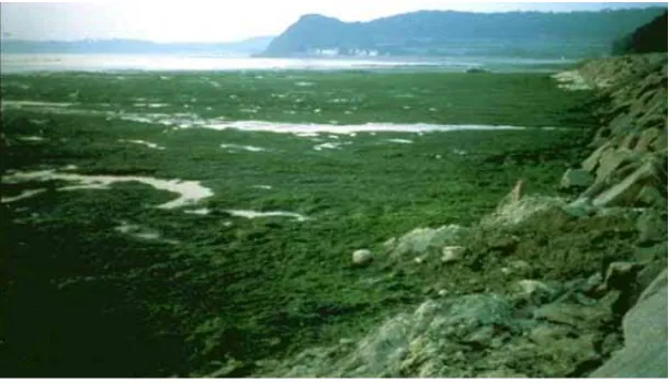Gambar  1.9 lautan yang ditutupi oleh alga 