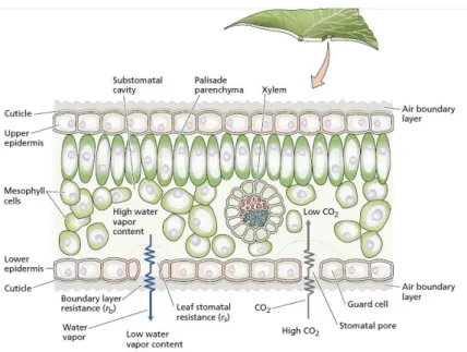 Gambar 6. Proses penguapan pada daun 
