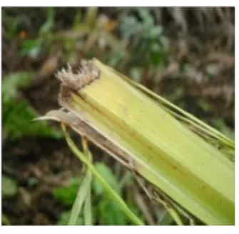 Gambar  1.  Pokok  Terserang  Kumbang  Tanduk  (a),  Bekas  Geretan  Kumbang Tanduk (b) 
