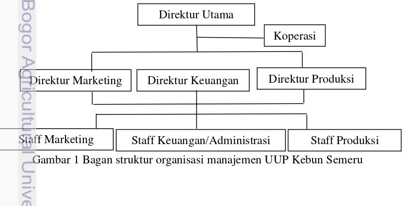 Gambar 1 Bagan struktur organisasi manajemen UUP Kebun Semeru 