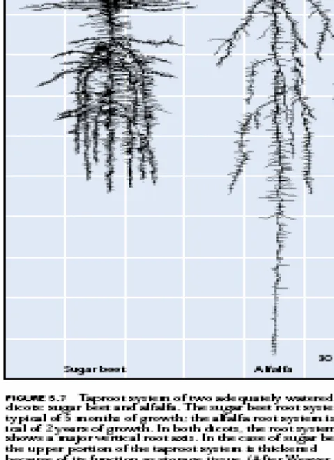 Gambar 4.4. Akar serabut gandum  (monokotil) (A) Sistem akar pada  tanaman gandum tua (3 bulan ) pada  tanah kering dan (B) Sistem akar  pada tanah beririgasi baik