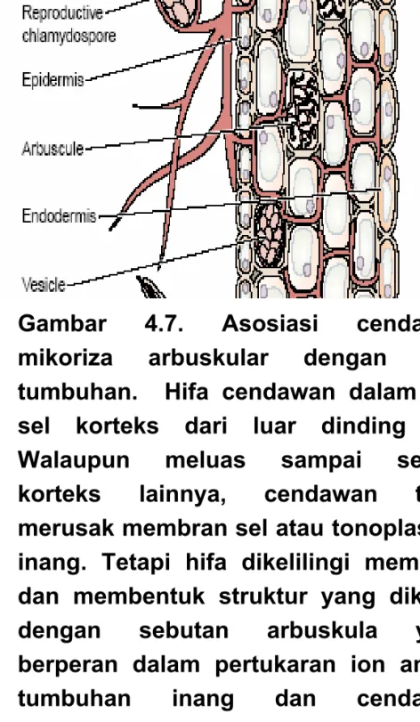 Gambar 4.7. Asosiasi cendawan  mikoriza arbuskular dengan akar  tumbuhan.  Hifa cendawan dalam  sel-sel korteks dari luar dinding sel-sel