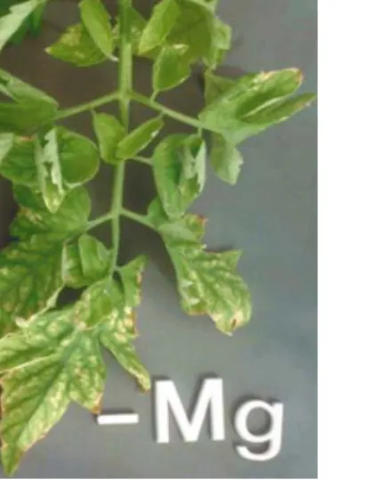 Gambar : Daun tomat. Dengan simptom defisiensi  Magnesium (Epstein and Bloom 2004) 