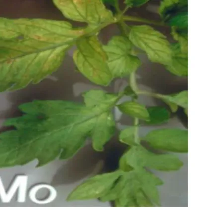 Gambar :Daun tomat dengan simptom defisiensi  molibdenum (Epstein and Bloom 2004) 