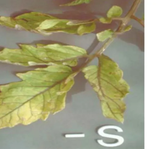 Gambar : daun tomat dengan simptom defisiensi  Sulfur  