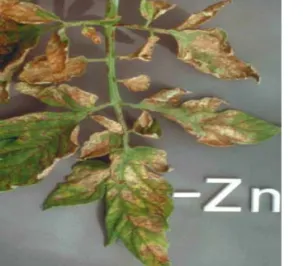 Gambar : Daun tomat. Dengan defisiensi unsur Zink  (Epstein and Bloom 2004) 
