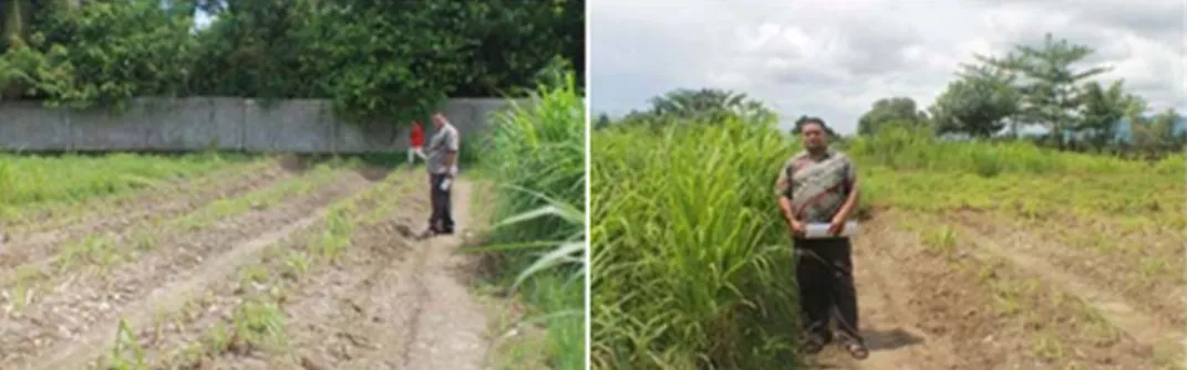 Gambar 1. Demplot Rumput Pennisetum Purpureum 