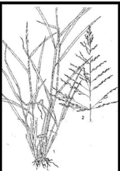 Gambar 3. Rumput Panicum maximum     Gambar 4. Struktur Panicum maximum                     Sumber : Forages fact sheets, 2005                         Sumber : Mannetje dan Jones, 1992 