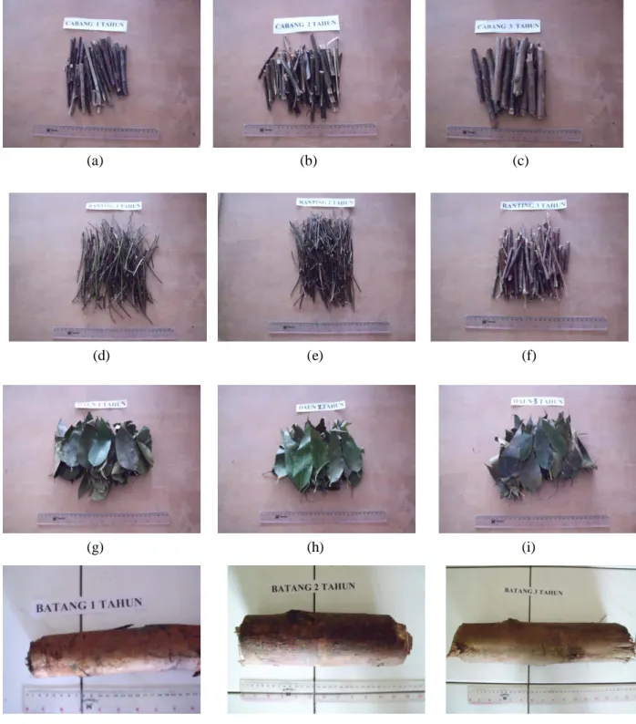 Gambar 30. Sampel uji (a) cabang umur 1 tahun (b) cabang umur 2 tahun (c) cabang umur 3 tahun  (d) ranting umur 1 tahun (e) ranting umur 2 tahun (f) ranting umur 3 tahun                               (g) daun umur 1 tahun (h) daun umur 2 tahun (i) daun umu