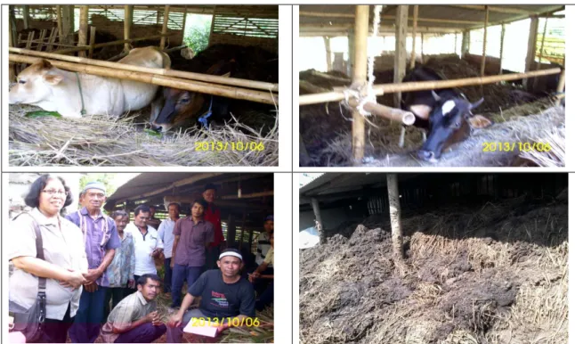Gambar 5.  Kondisi Kandang dan Limbah Kandang yang Menumpuk  Pembangunan  instalasi  biogás  berlokasi  di Kandang  KTT  Sumber  Rejeki  2,  dilakukan  pada tanggal 21- 27 Oktober 2013