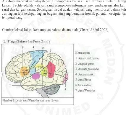 Gambar lokasi-lokasi kemampuan bahasa dalam otak (Chaer, Abdul 2002) 