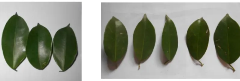 Gambar 14. Sampel Daun Dua Jenis Beringin. 1) Beringin (Ficus  benjamina), 2) Preh (Ficus ribes)