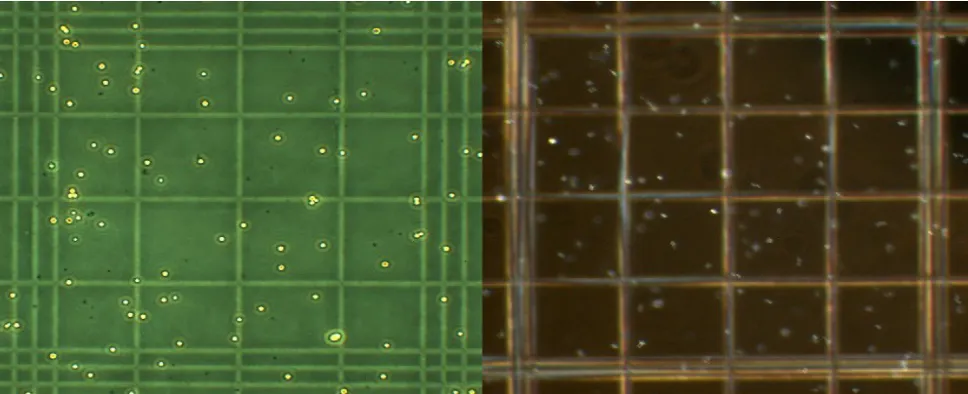 Figure 1. Example of a NPV [Agrotis segetum NPV Oxford strain (AgseNPV-B)] under the light microscope using an  improved Neubauer hemocytometer (depth 0.1 mm)