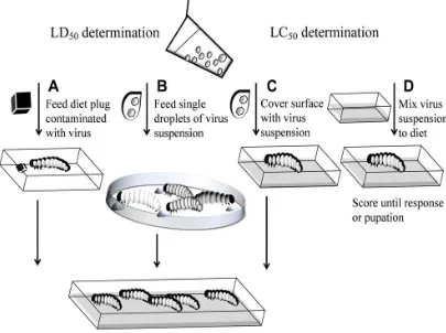 Figure 2.. Basic bioassay procedures for LD50 and LC50 determination. A. For the diet plug method, a known dosage of  virus suspension is pipetted on a small piece of diet and fed to one test larvae each until full consumption