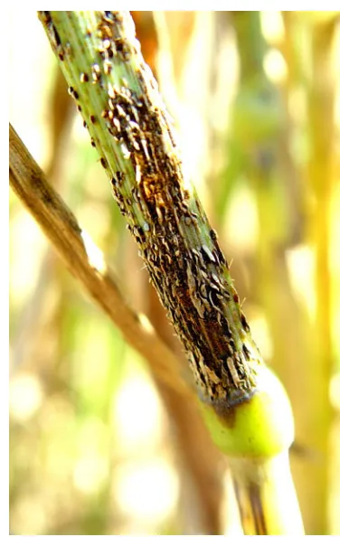 Fig. 7 Typicalon wheat stems, showing the dark teliospore stage. Courtesy of Prof. “black” symptoms caused by race Ug99 of stem rustZakkie Pretorius, University of the Free State, South Africa