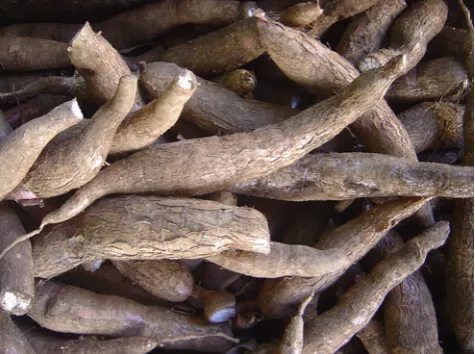 Fig. 1 Manihot esculenta (cassava) - Unprocessed roots - Wikipedia