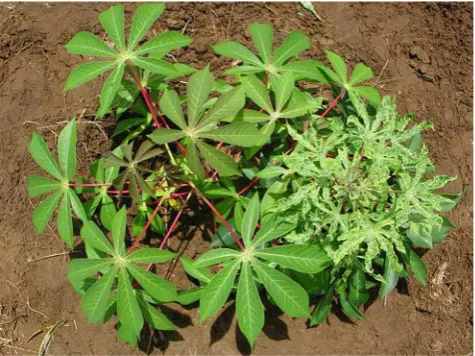 Fig. 2 Cassava plant with the typical symptoms of cassava mosaicvirus on the right and a healthy plant on the left