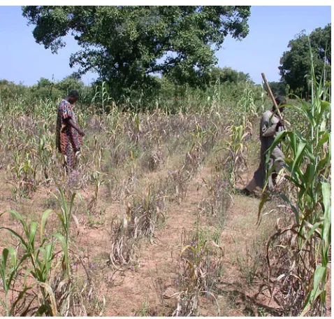 Fig. 3 Maize field destroyed by infestation of Striga hermonthica inBenin. Courtesy of Dr