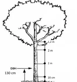 Gambar 1. Pengukuran per seksi pohon model Analisis Data