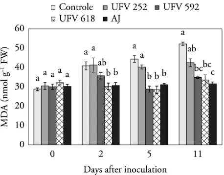 Figure 4. Concentration of malonic aldehyde (MDA) in the leaf tissue of tomato plants inoculated with Xanthomonas gardneri and subjected to the following treatments: control (absence of antagonist and JA), the antagonists UFV252, UFV592 and UFV618, and jas