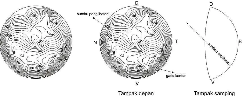 Gambar 10  Kontur sebaran sel kerucut dan sumbu penglihatan tembang (Sardinella fimbriata) 