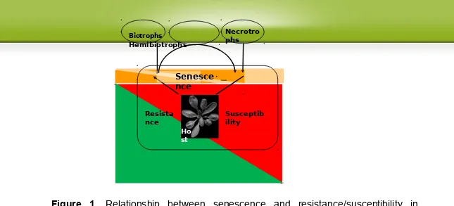 Figure 1. Relationship between senescence and resistance/susceptibility in necrotrophic and  biotrophic host-pathogen interactions