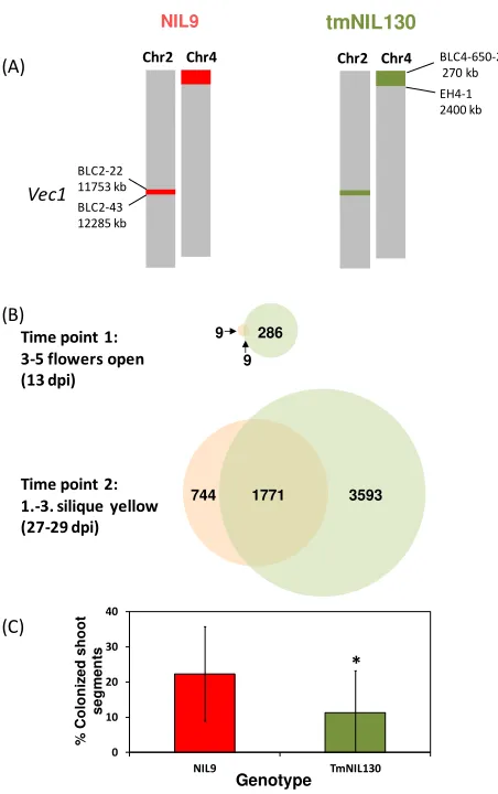 Figure 6. Differential gene expression and systemic colonization after infection in two (Bur × Lcolonization of NIL9 and tmNIL130 at time point 2 (onset of silique maturity)