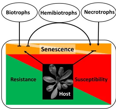 Figure 1. Relationship between senescence and resistance/susceptibility in necrotrophic and biotrophic host-pathogen interactions