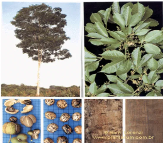 Gambar 1.  Bentuk pohon, daun, buah, biji dan kulit batang dari Hevea brasiliensis  (Lorenzi, 2007) 