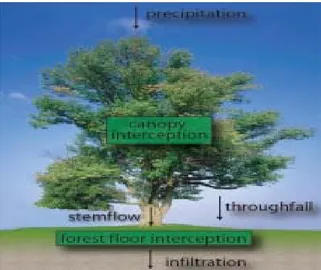 Gambar 3. Skema intersepsi pada pohon (Gerrits, 2005). 