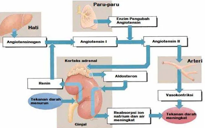 Gambar 2.2 Sistem renin angiotensin aldosteron (Scanlon, 2007) 