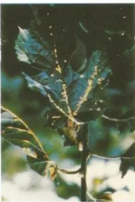 Gambar 22. Bintik daun 