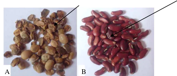 Gambar 4. Gejala serangan  N. viridula (A= biji kedelai, B= biji kacang panjang) Sumber : Foto langsung 