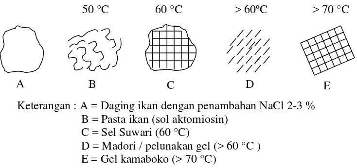 Gambar 1 . Mekanisme Pembentukan Gel Kamaboko (Lanier, 1992) 