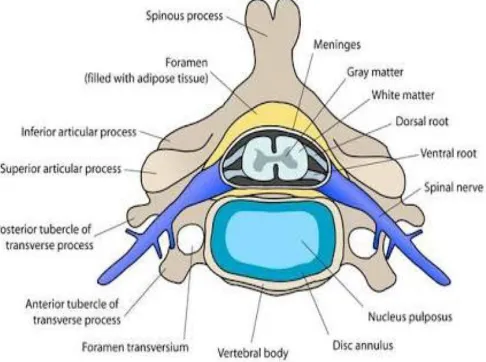 Gambar 1. Penampang korpus vertebra.