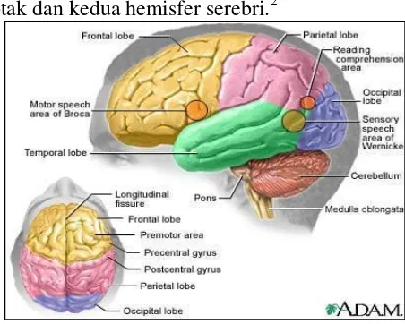 Gambar 4. Bagian-bagian otak manusia 