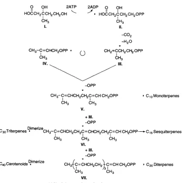 FIGURE 3.4 Biochemical pathways to terpenes. 