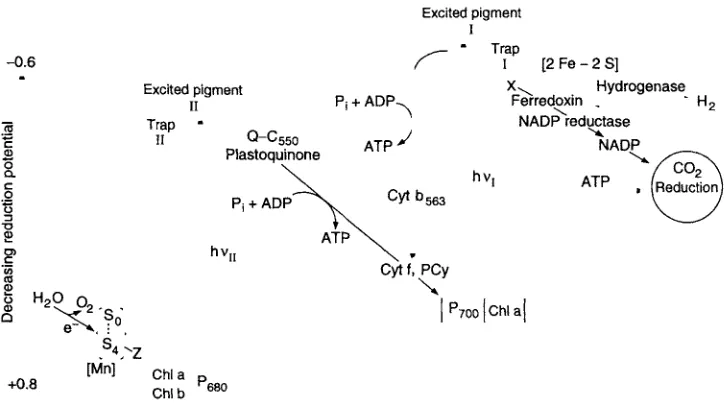 FIGURE 3.1 Traditional "Z scheme" of biomass photosynthesis. From Bassham (1976). 