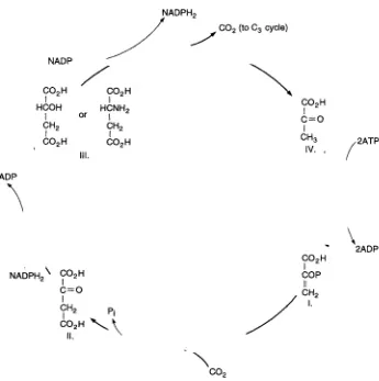 FIGURE 3.3 Biochemical pathway from carbon dioxide to glucose for C4 biomass. (Net process: 5 ATP, 2 NADPH2, 4 Fd+2/CO2 assimilated.) 