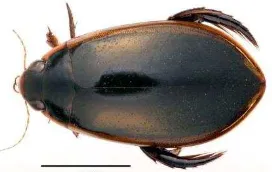 Gambar 2.3 Morfologi famili Dytiscidae11
