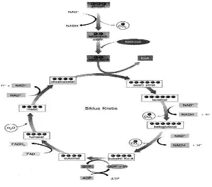 Gambar. 2.5 Siklus Krebs 